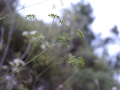 Pimpinella cretica