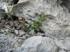 Pimpinella cretica