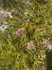 Serruria rubricaulis