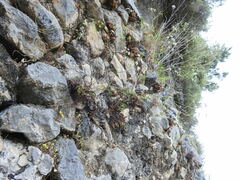 Pimpinella cretica