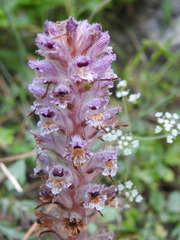Orobanche pubescens