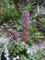 Orobanche pubescens