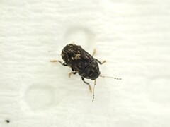 Notochoragus crassus