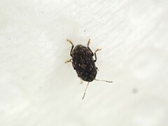 Notochoragus crassus