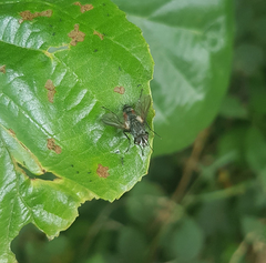 Eriothrix rufomaculata