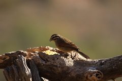 Emberiza capensis