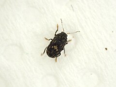 Notochoragus crassus