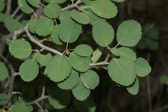 Amelanchier utahensis