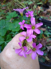 Oxalis debilis