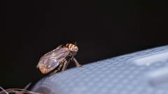 Clastoptera obtusa