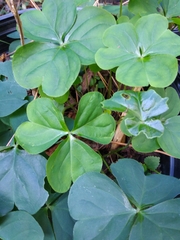 Oxalis debilis