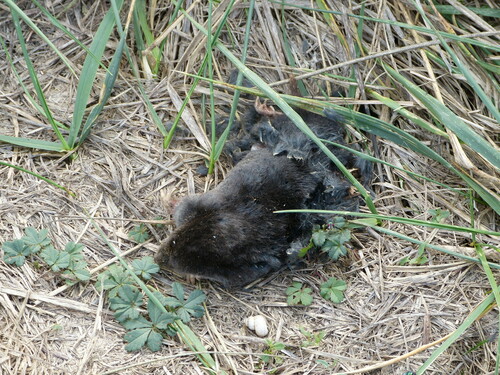 Aquitanian mole, Roquepine, France, photo 10 of 10