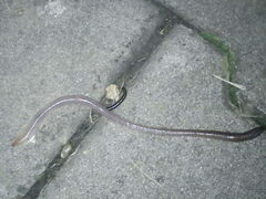 Lumbricus