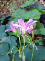Oxalis debilis