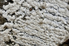 Rigidoporus corticola