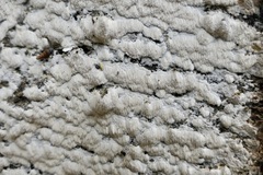 Rigidoporus corticola