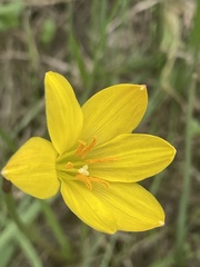 Zephyranthes citrina