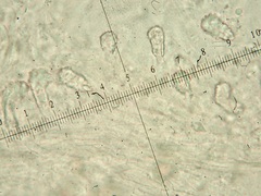 Rigidoporus corticola