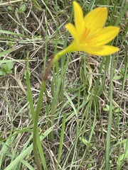 Zephyranthes citrina