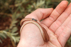 Aparallactus capensis