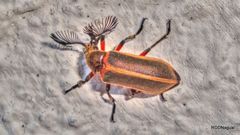 Polytomus marginatus