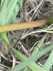 Zephyranthes citrina