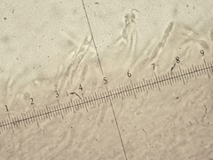 Rigidoporus corticola