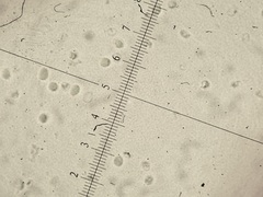 Rigidoporus corticola