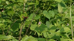 Hycleus biundulatus