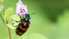 Hycleus biundulatus