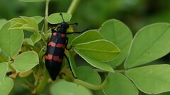 Hycleus biundulatus