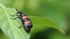 Hycleus biundulatus
