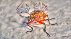 Polytomus marginatus