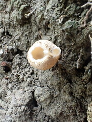 Tarzetta cupularis