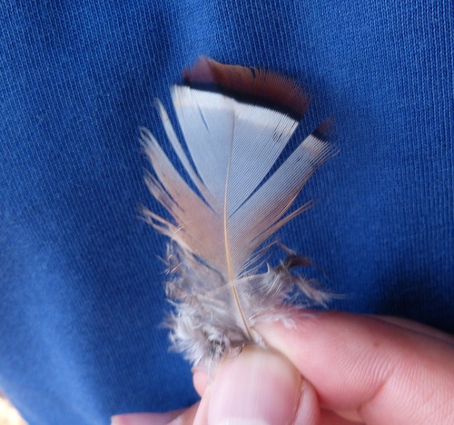 Plume de Perdrix rouge