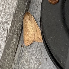 Mythimna unipuncta