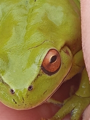 Dendropsophus molitor