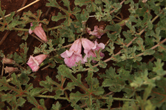 Dicerocaryum senecioides