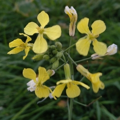 Brassiceae