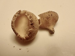 Tarzetta cupularis