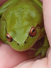 Dendropsophus molitor