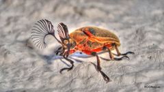 Polytomus marginatus