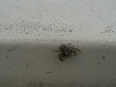 Xysticus