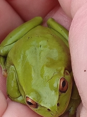 Dendropsophus molitor