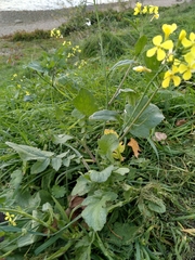 Brassiceae