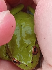 Dendropsophus molitor