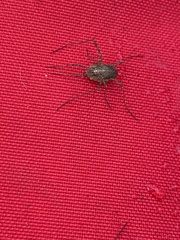 Phalangioidea