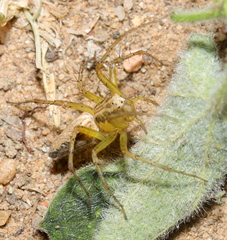 Oxyopes