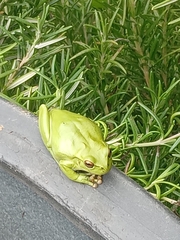Dendropsophus molitor