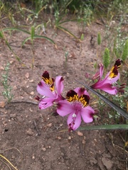 Alstroemeria
